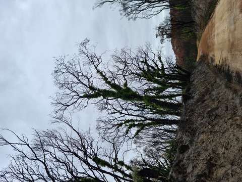 Trees recovering several months after bushfire